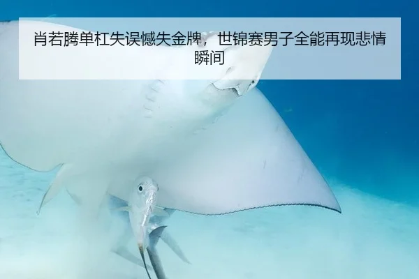 肖若腾单杠失误憾失金牌，世锦赛男子全能再现悲情瞬间